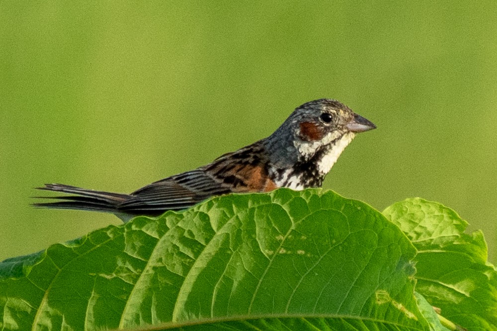 Chestnut-eared Bunting - ML620563729