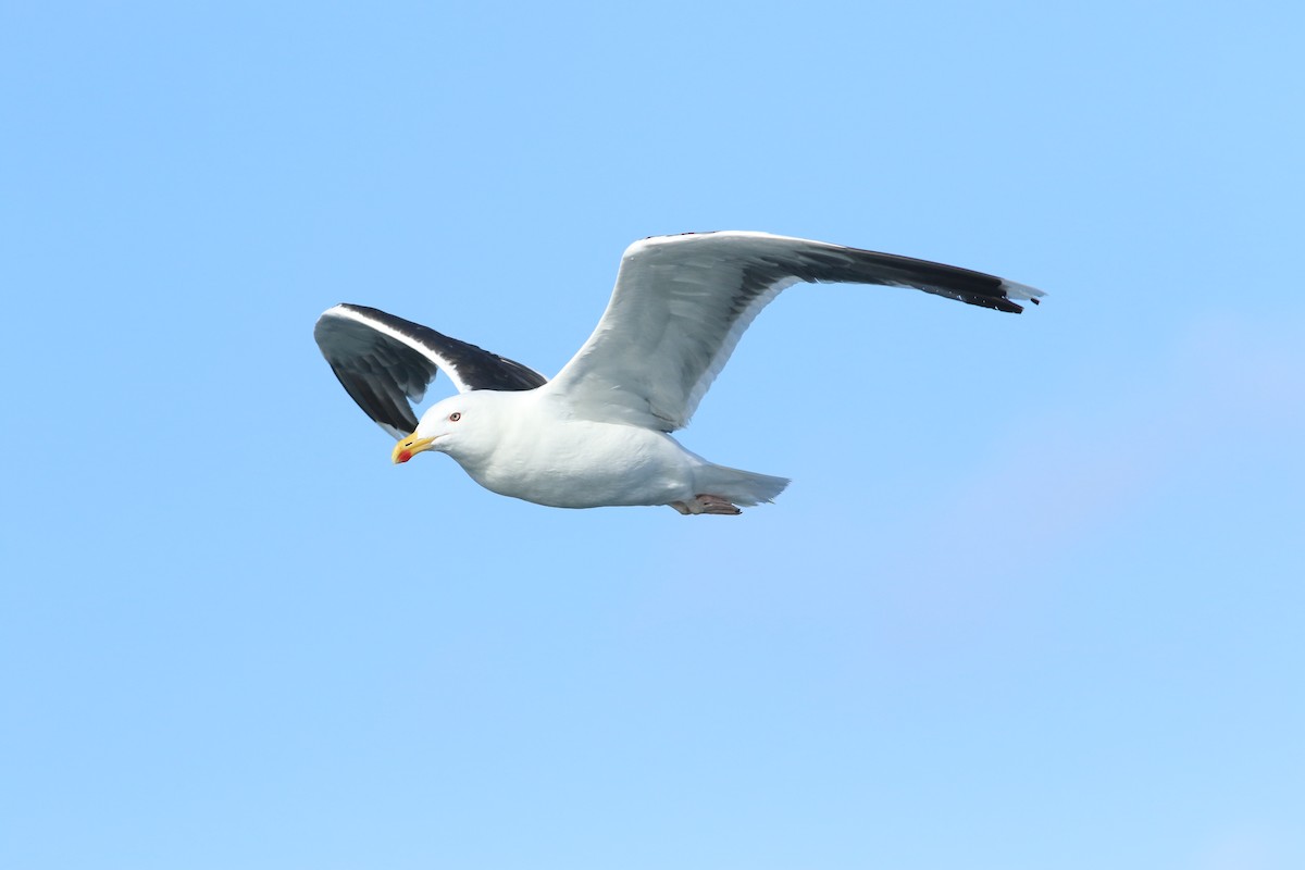 Great Black-backed Gull - ML620563731