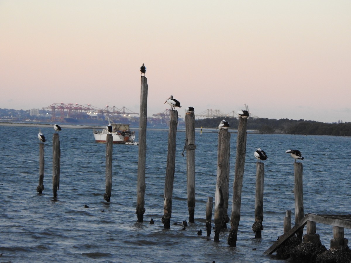 Australian Pelican - ML620563733