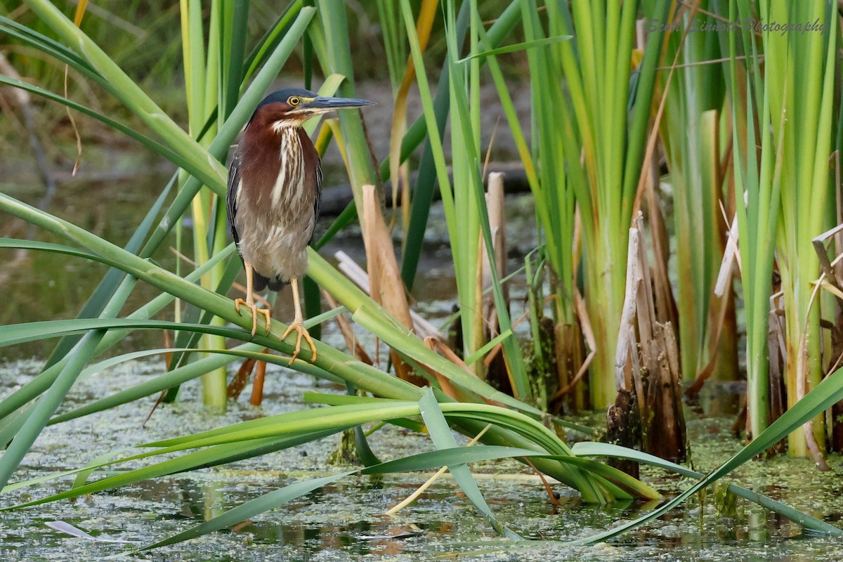 Green Heron - ML620563734