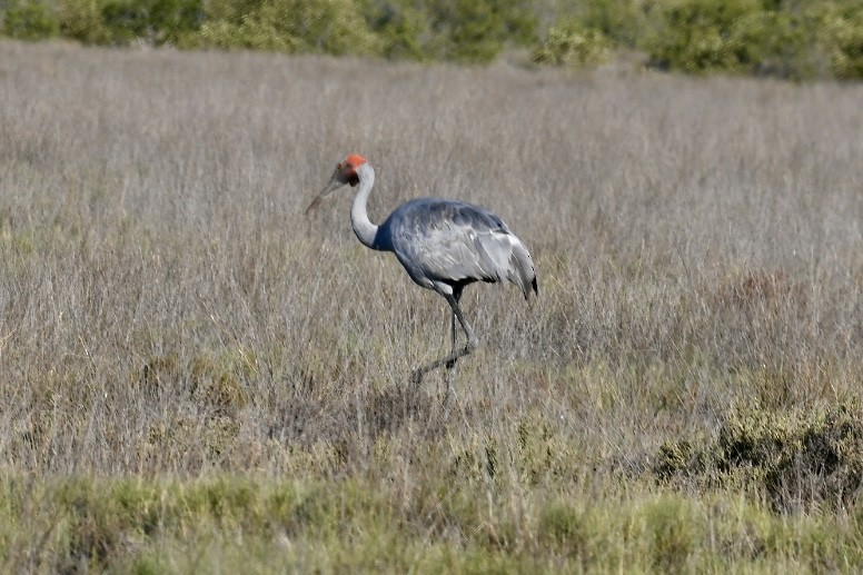 jeřáb australský - ML620563735