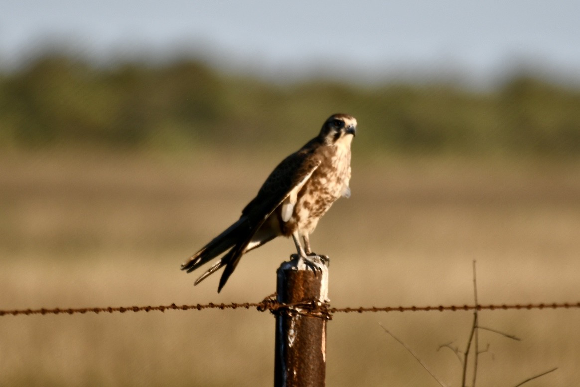 Brown Falcon - ML620563742