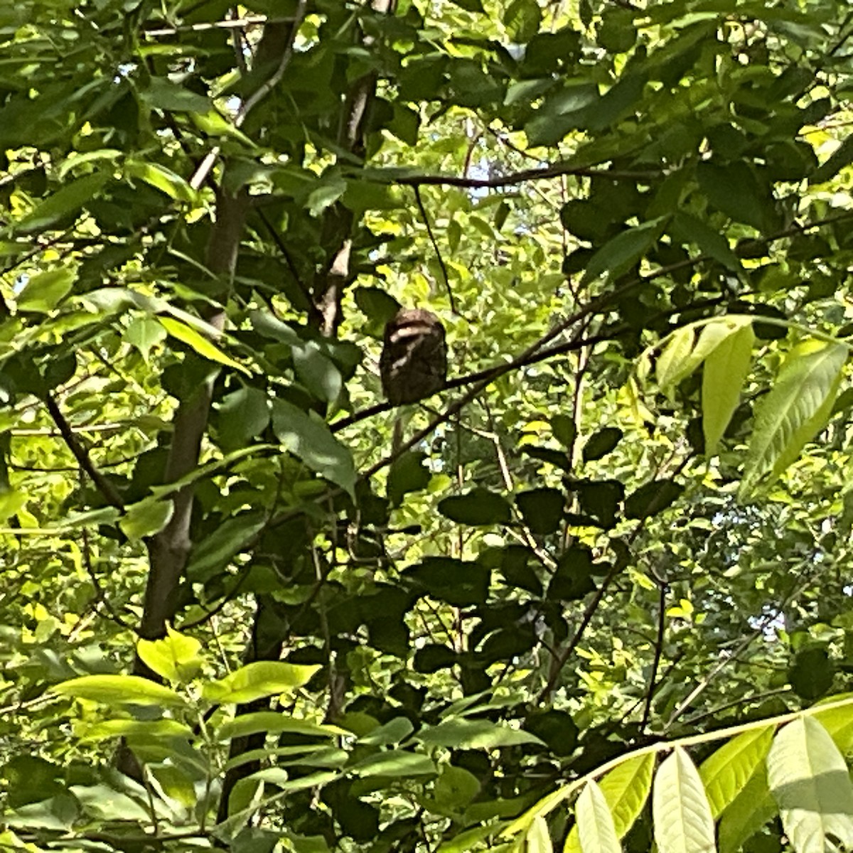 Eastern Screech-Owl - ML620563744