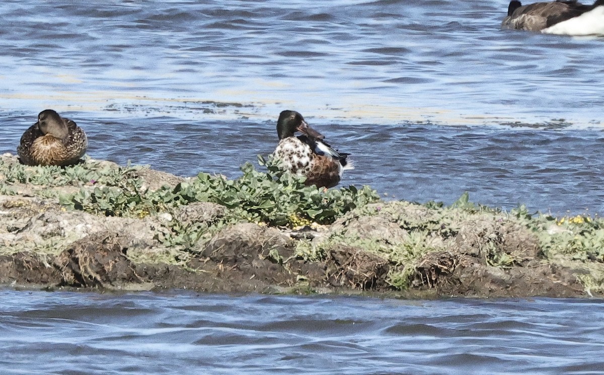 Northern Shoveler - ML620563745