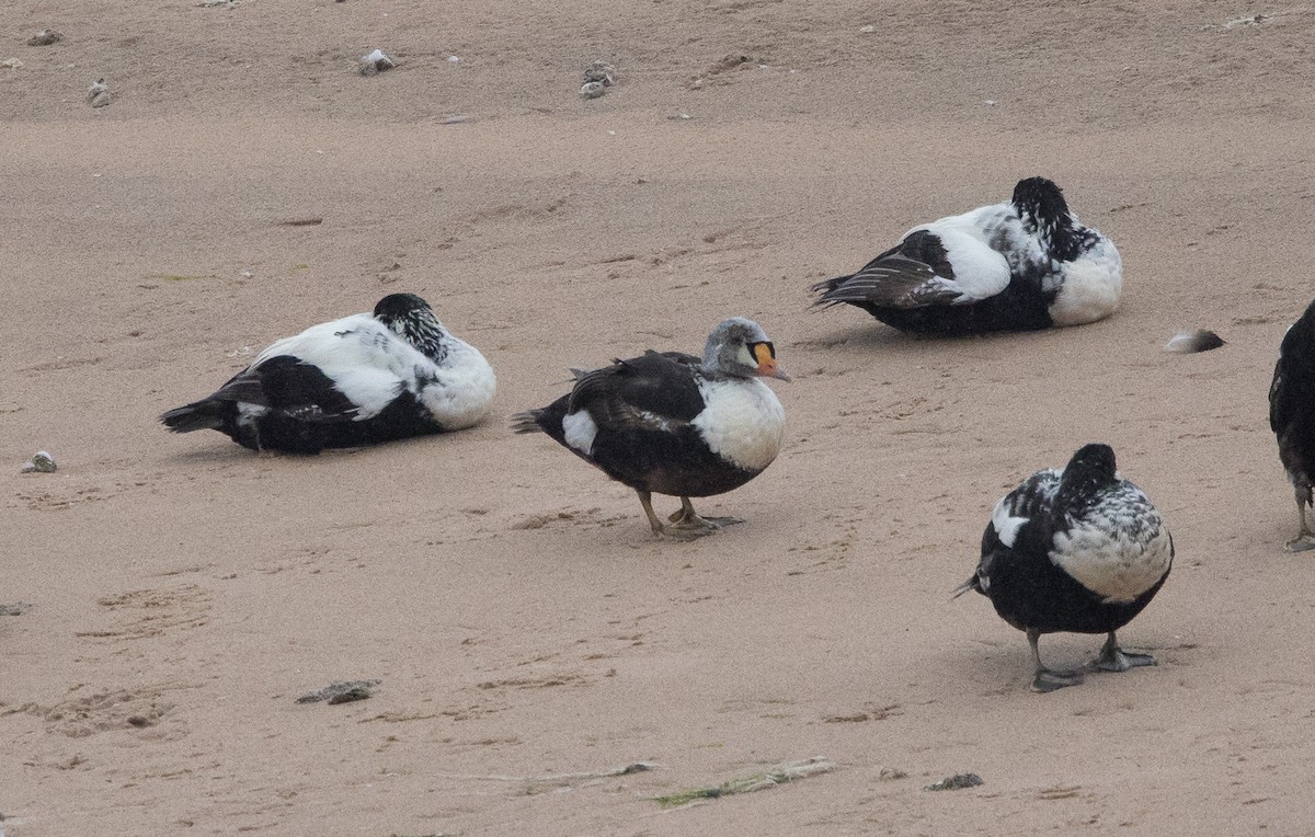 King Eider - ML620563747