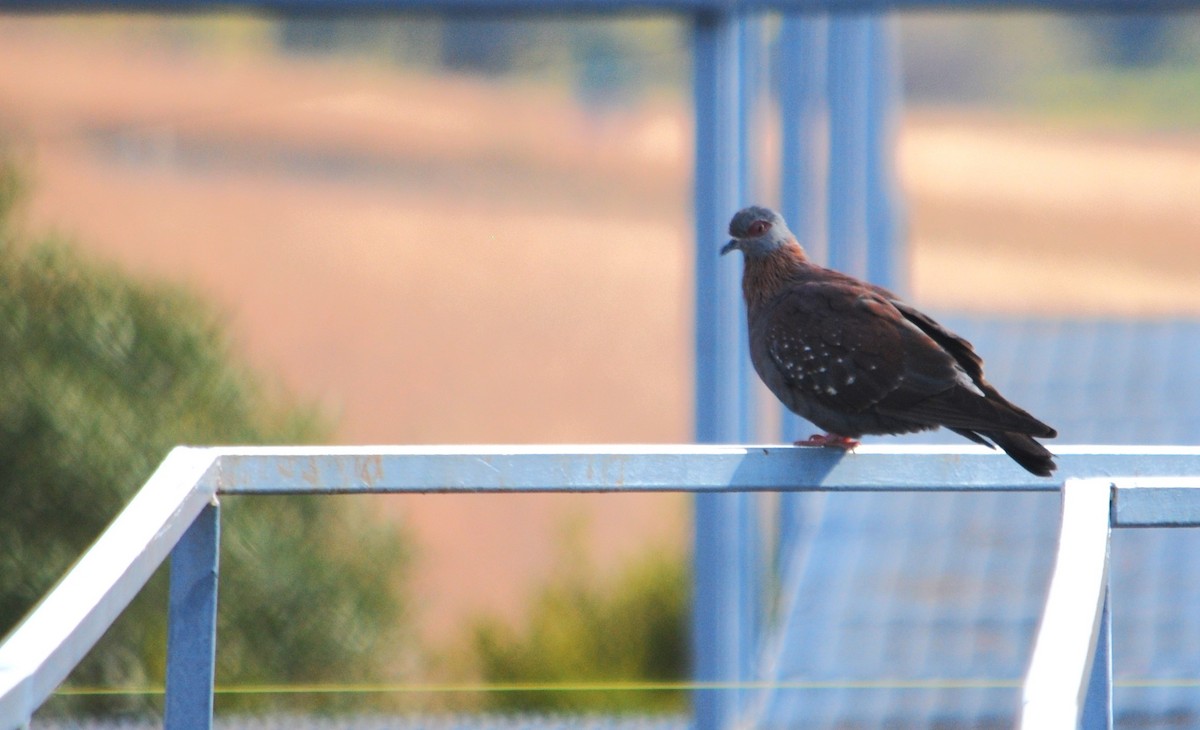 Speckled Pigeon - ML620563748