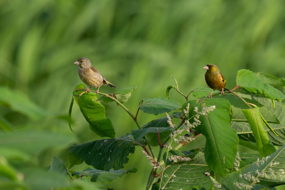 Oriental Greenfinch - ML620563749