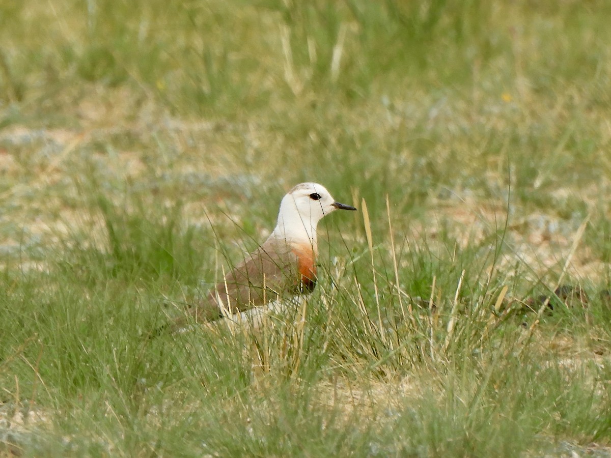 Oriental Plover - ML620563752