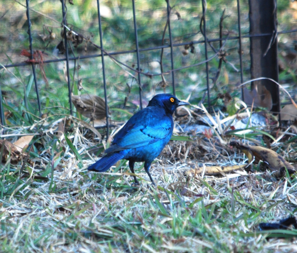 Cape Starling - Christian Doerig