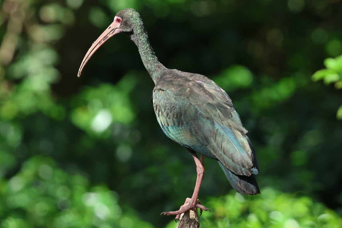 Bare-faced Ibis - ML620563756