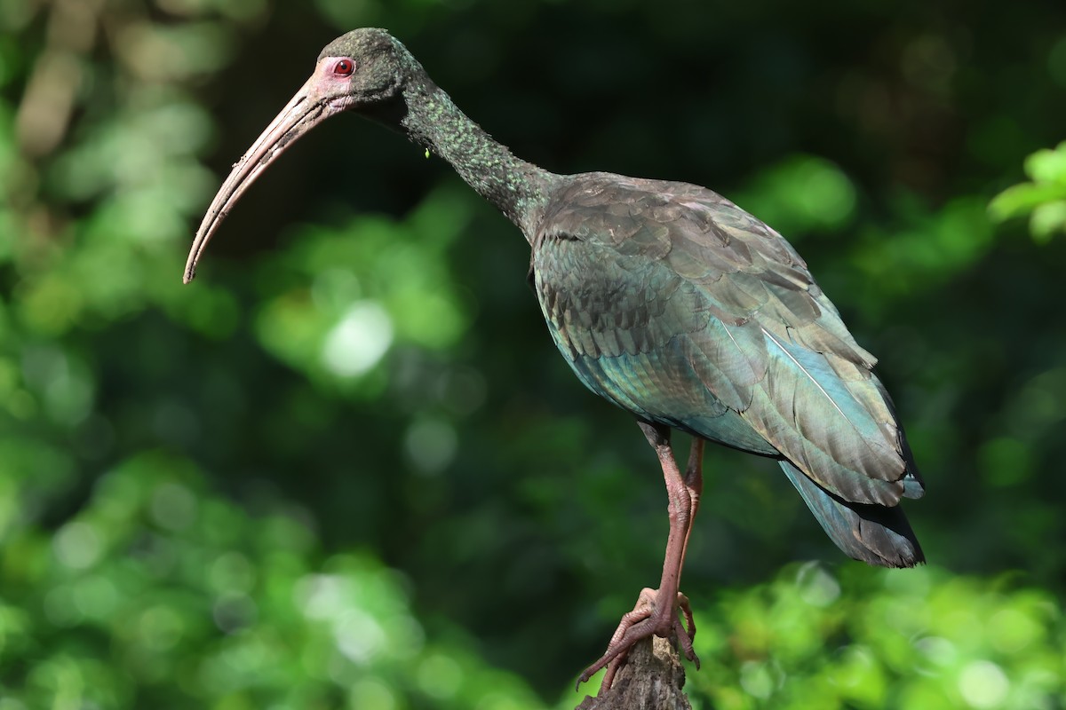 Bare-faced Ibis - ML620563757