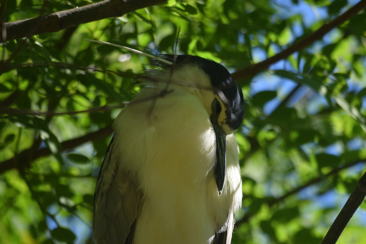 Black-crowned Night Heron - ML620563762