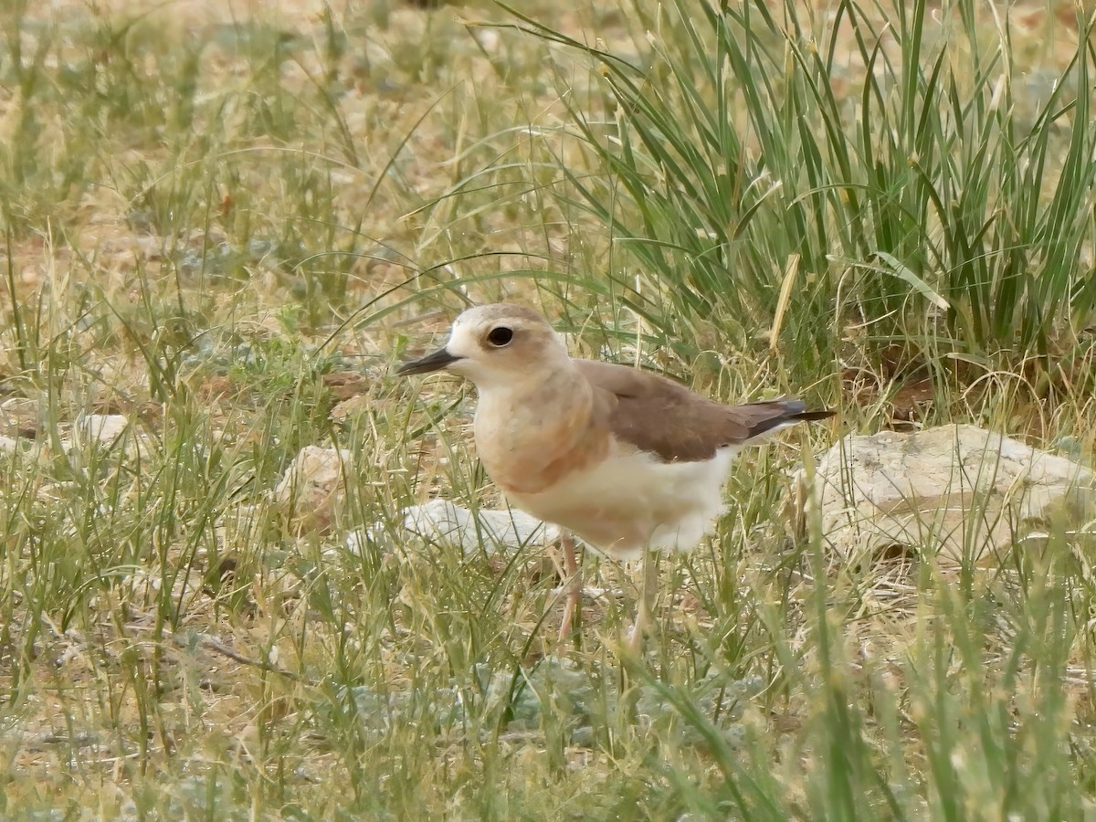 Oriental Plover - ML620563764