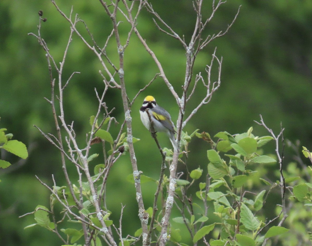 Golden-winged Warbler - ML620563769