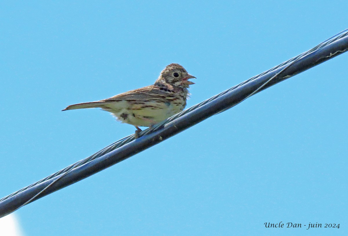 Vesper Sparrow - ML620563775