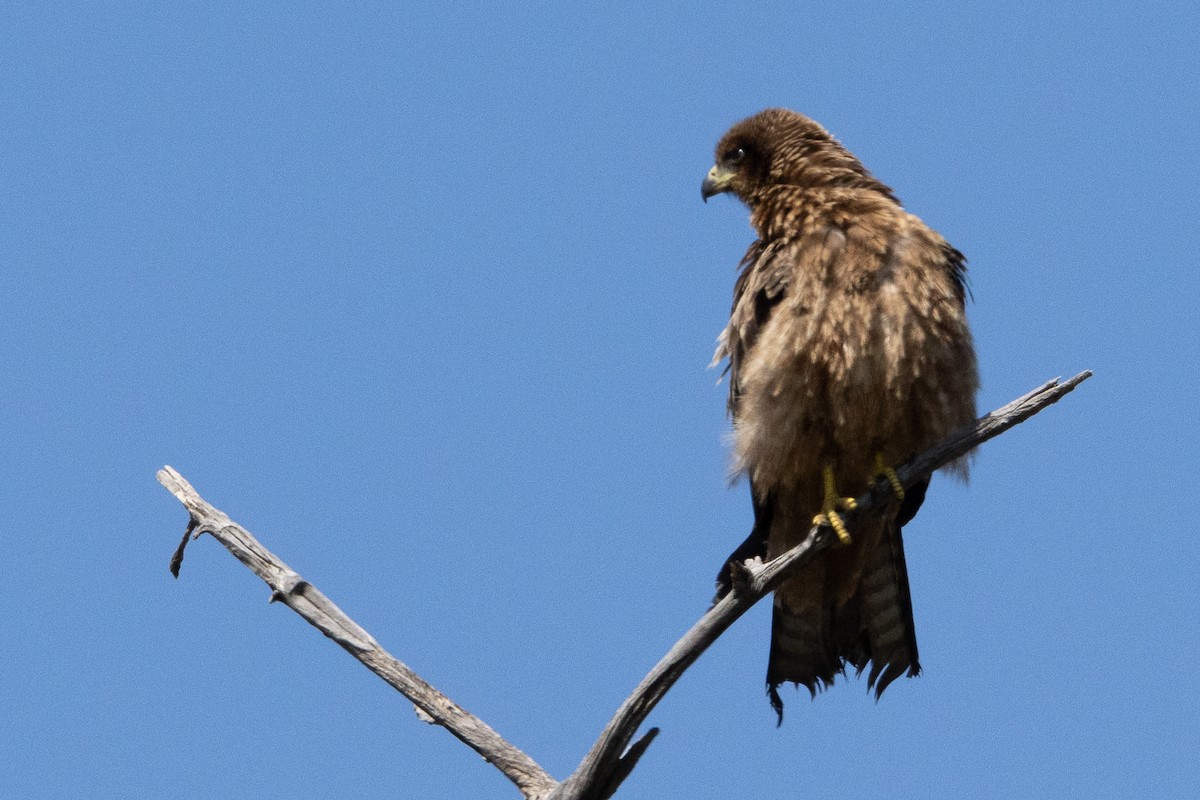 Black Kite - ML620563778