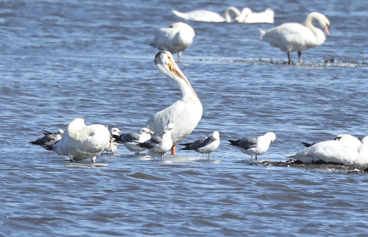 American White Pelican - ML620563782