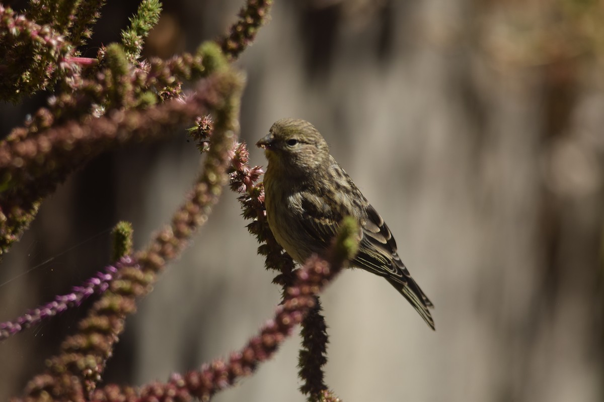 Serin des Canaries - ML620563787