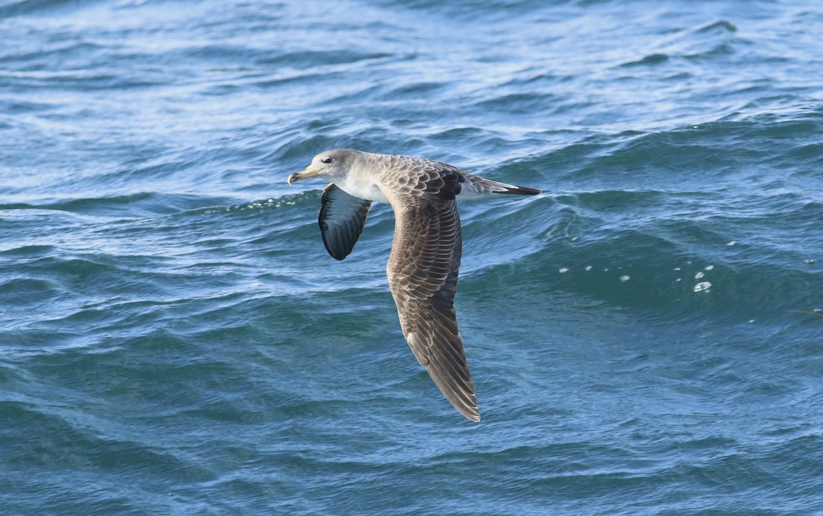 Puffin cendré - ML620563789