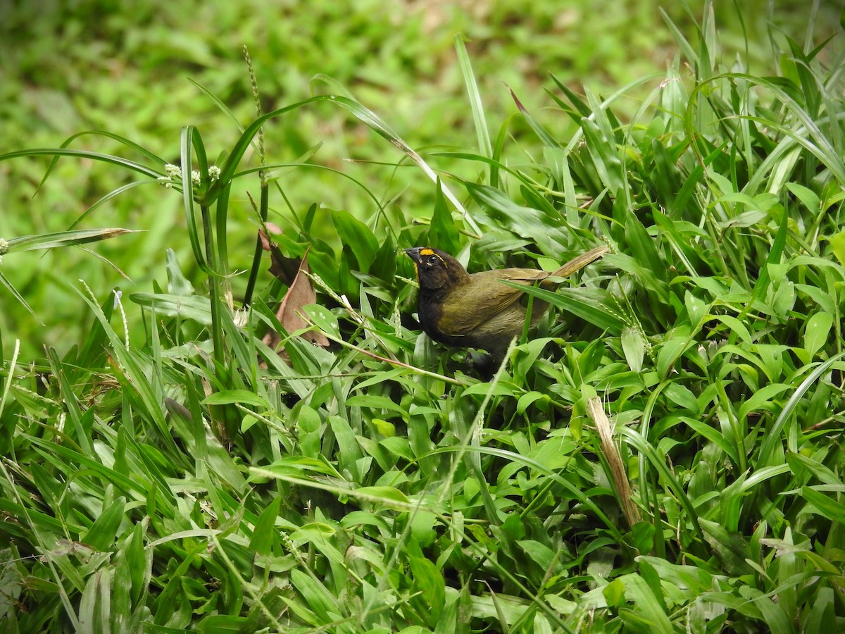 Yellow-faced Grassquit - ML620563808