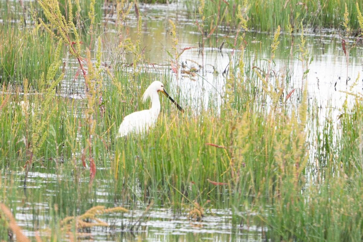 Eurasian Spoonbill - ML620563809