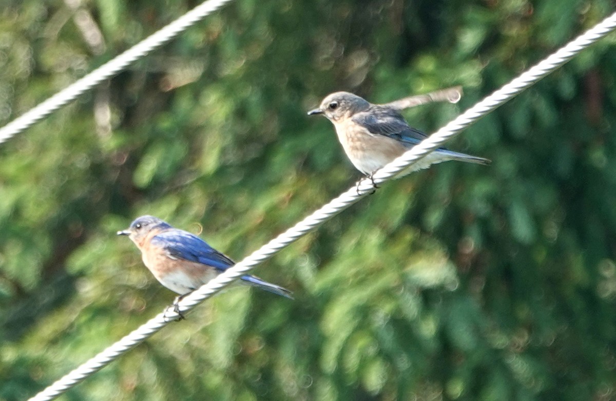 Eastern Bluebird - ML620563812