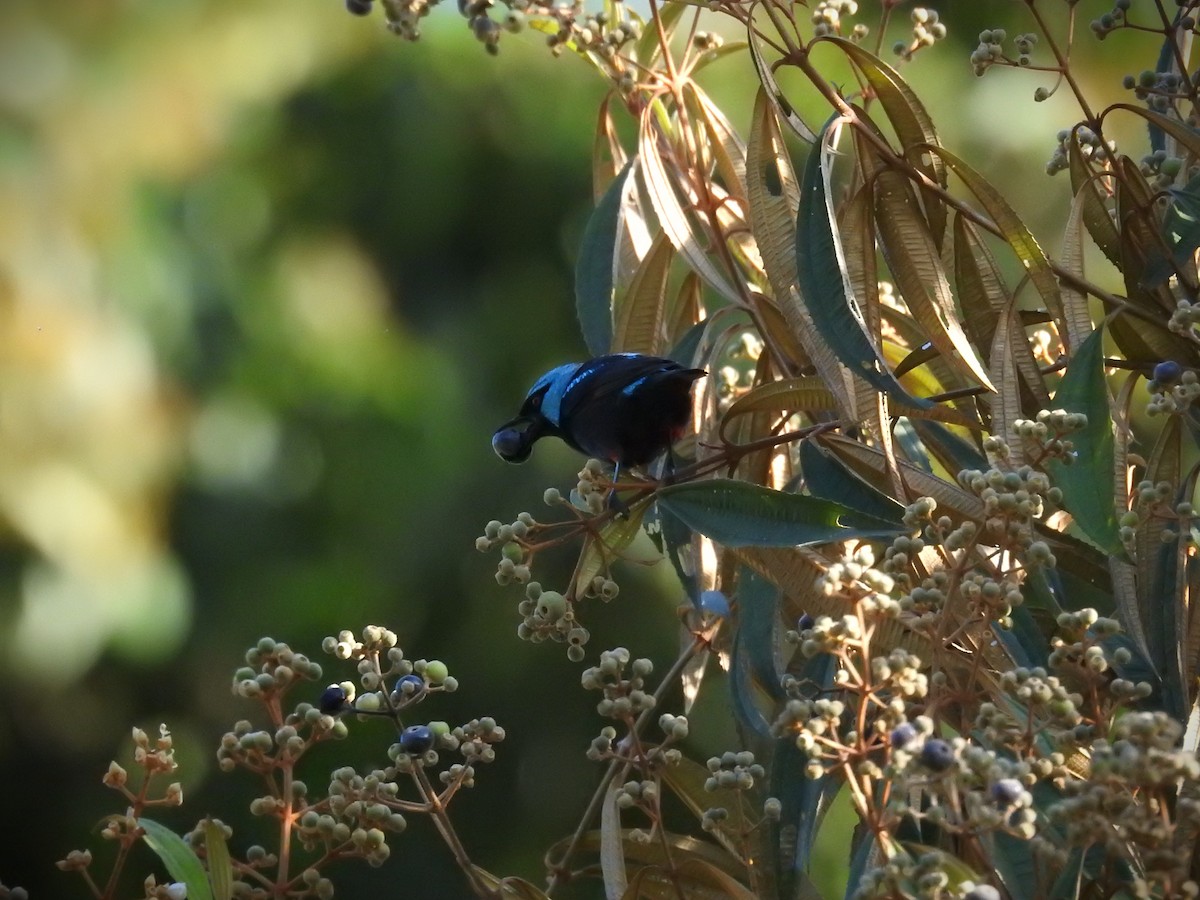 Dacnis Muslirrojo - ML620563813