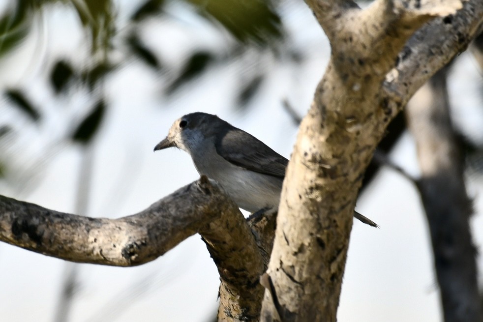 Gray Shrikethrush - ML620563814