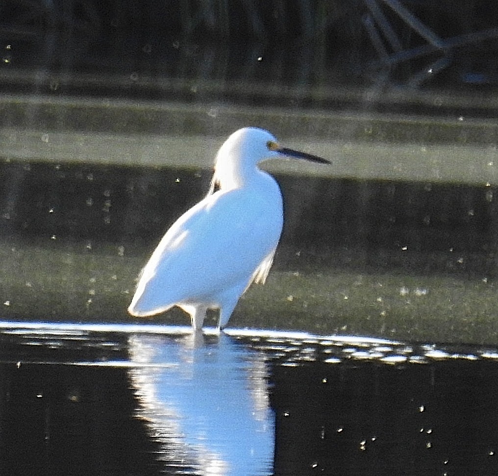 Snowy Egret - ML620563816