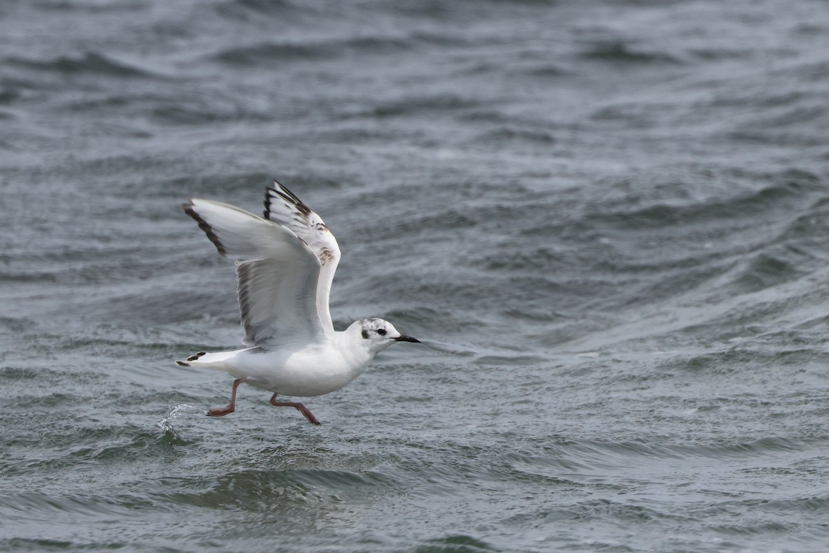 Bonaparte's Gull - ML620563819