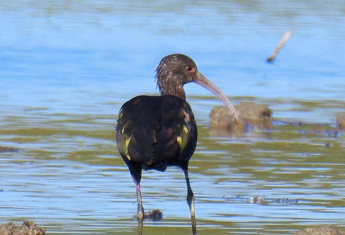 ibis americký - ML620563820