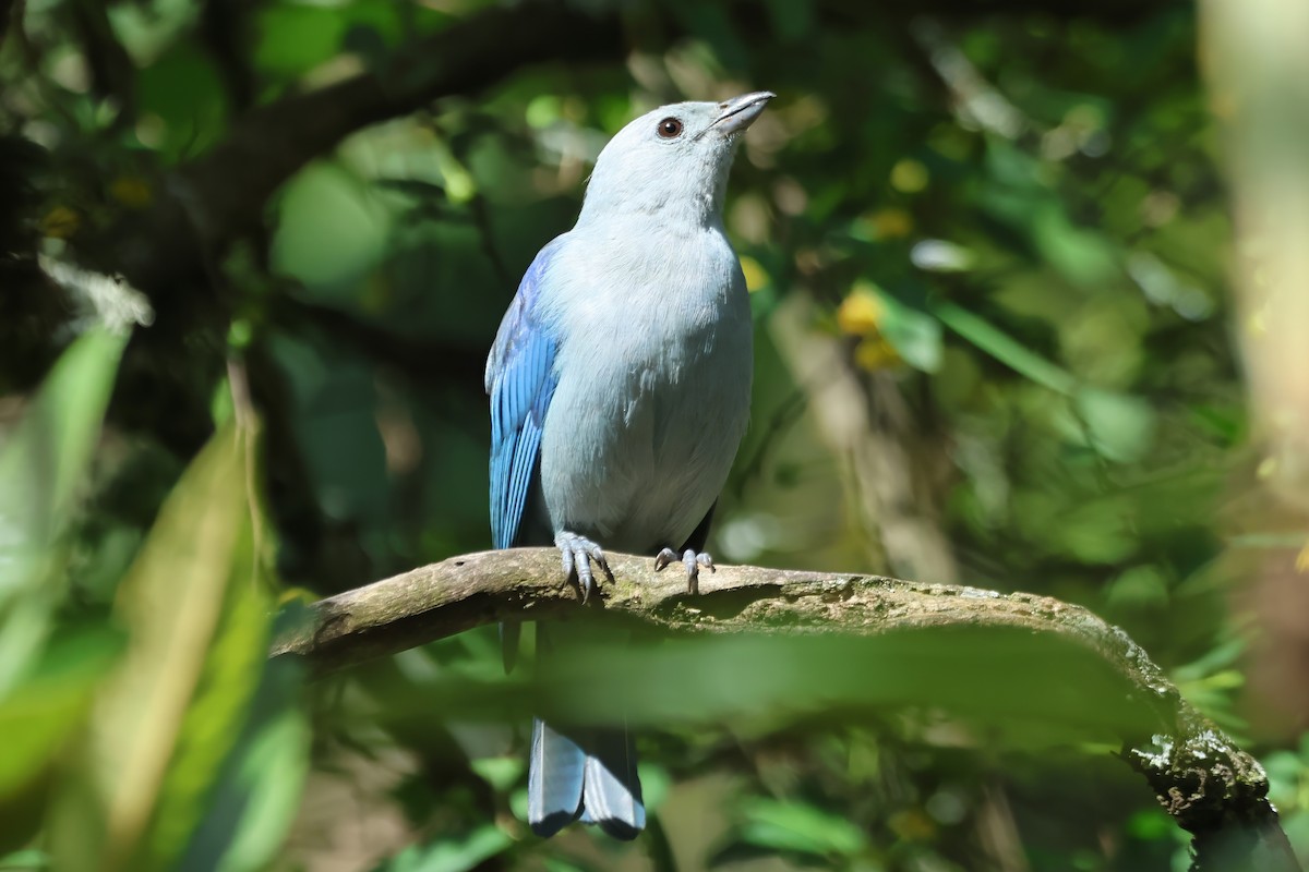 Blue-gray Tanager - ML620563821