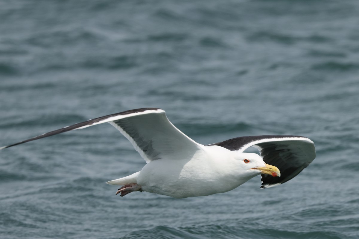 Great Black-backed Gull - ML620563822