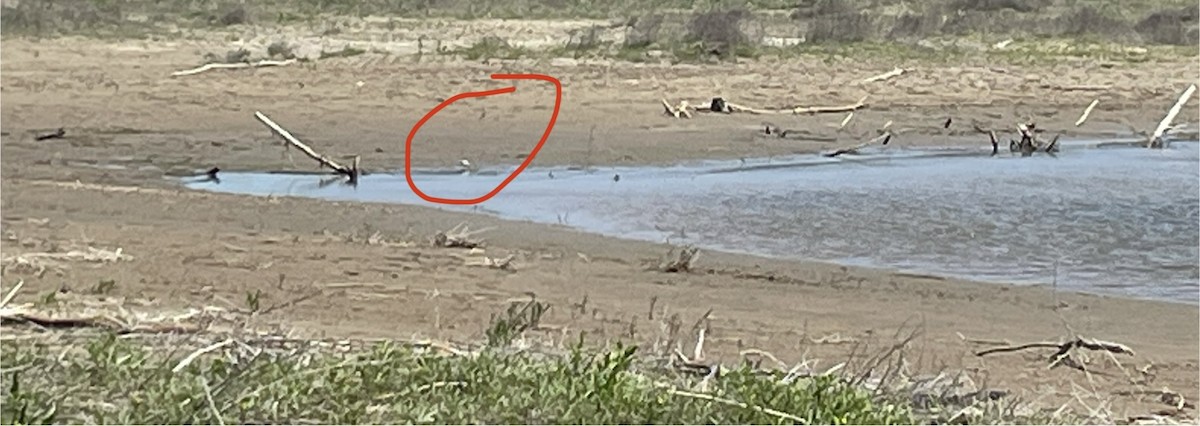 Piping Plover - ML620563823