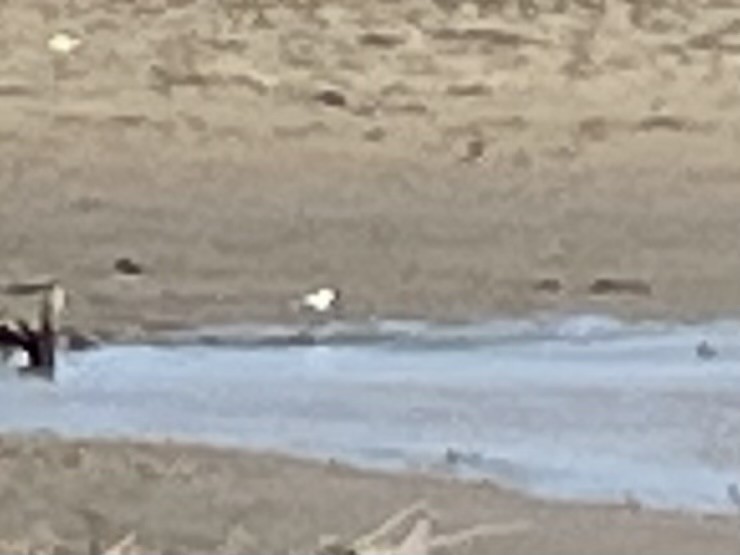 Piping Plover - Cara DiMare