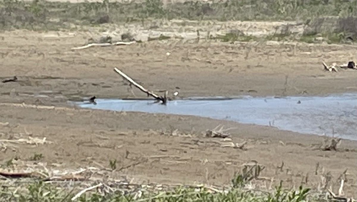 Piping Plover - ML620563825