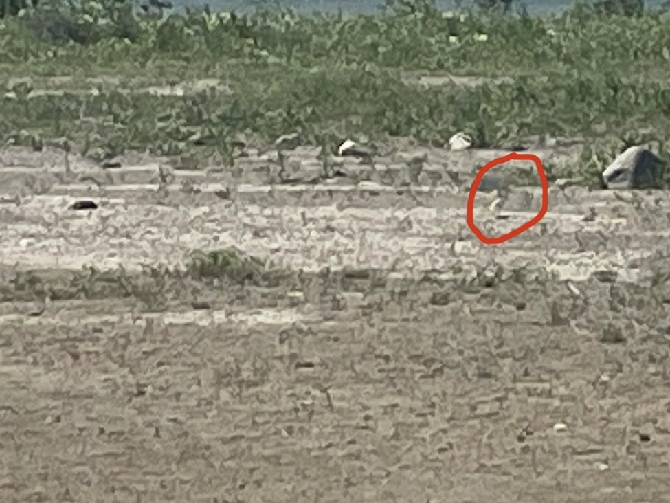 Piping Plover - ML620563827