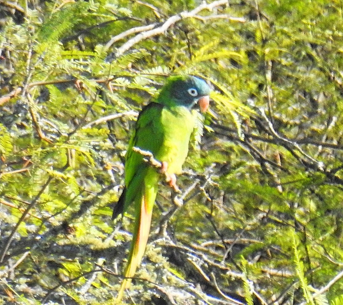 Conure à tête bleue - ML620563832