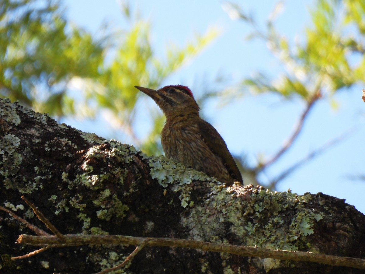 Streak-throated Woodpecker - ML620563834