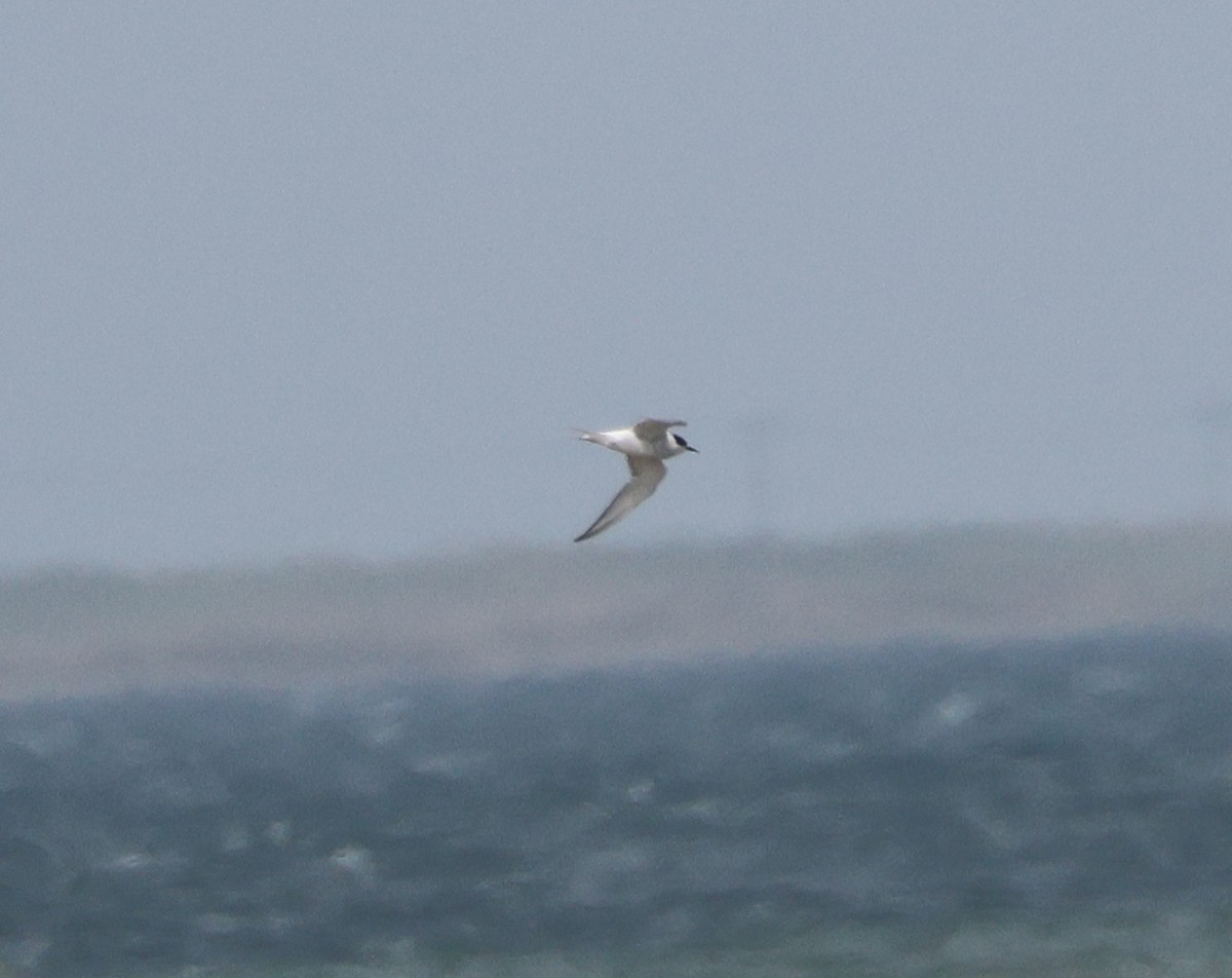 Arctic Tern - ML620563836