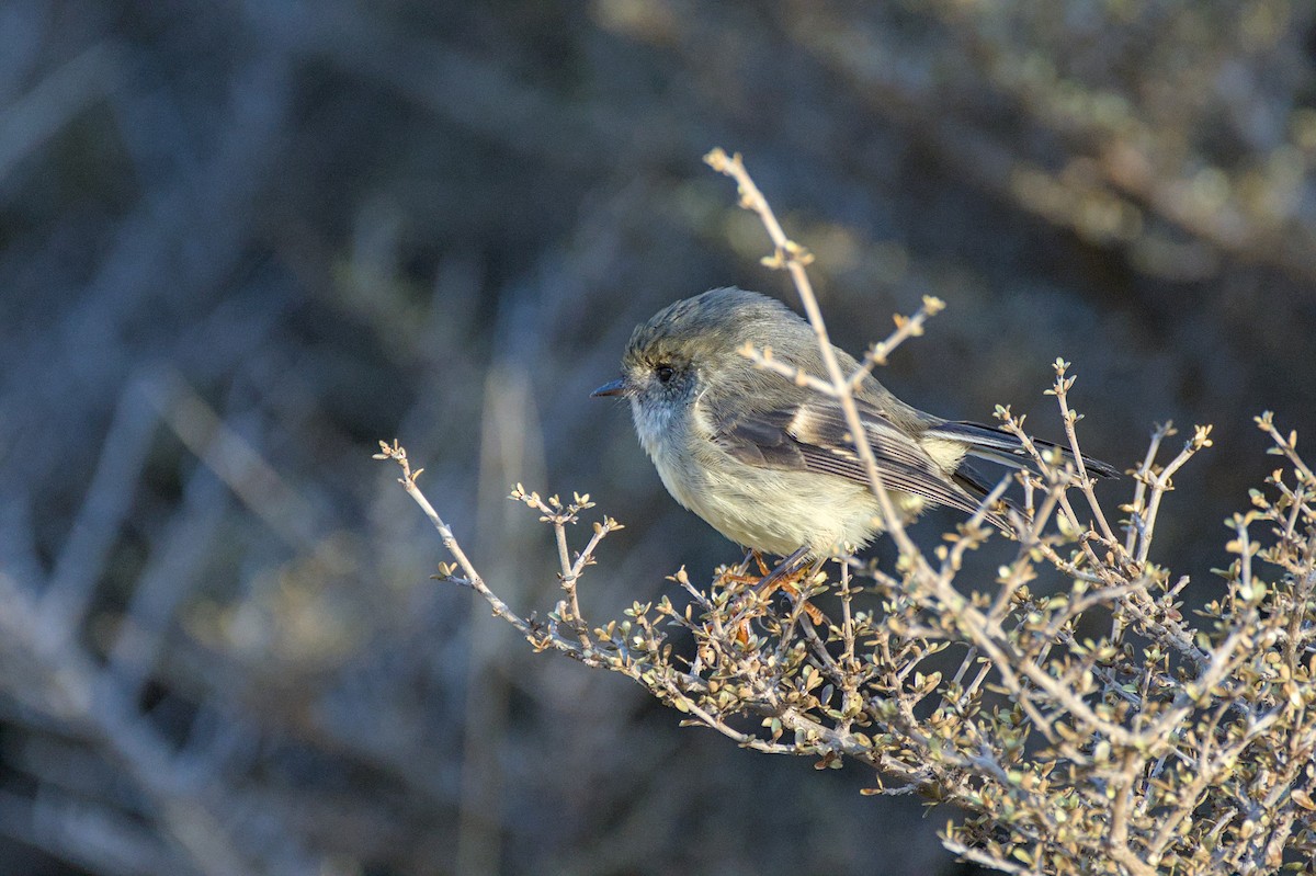 Tomtit Bülbülü - ML620563837