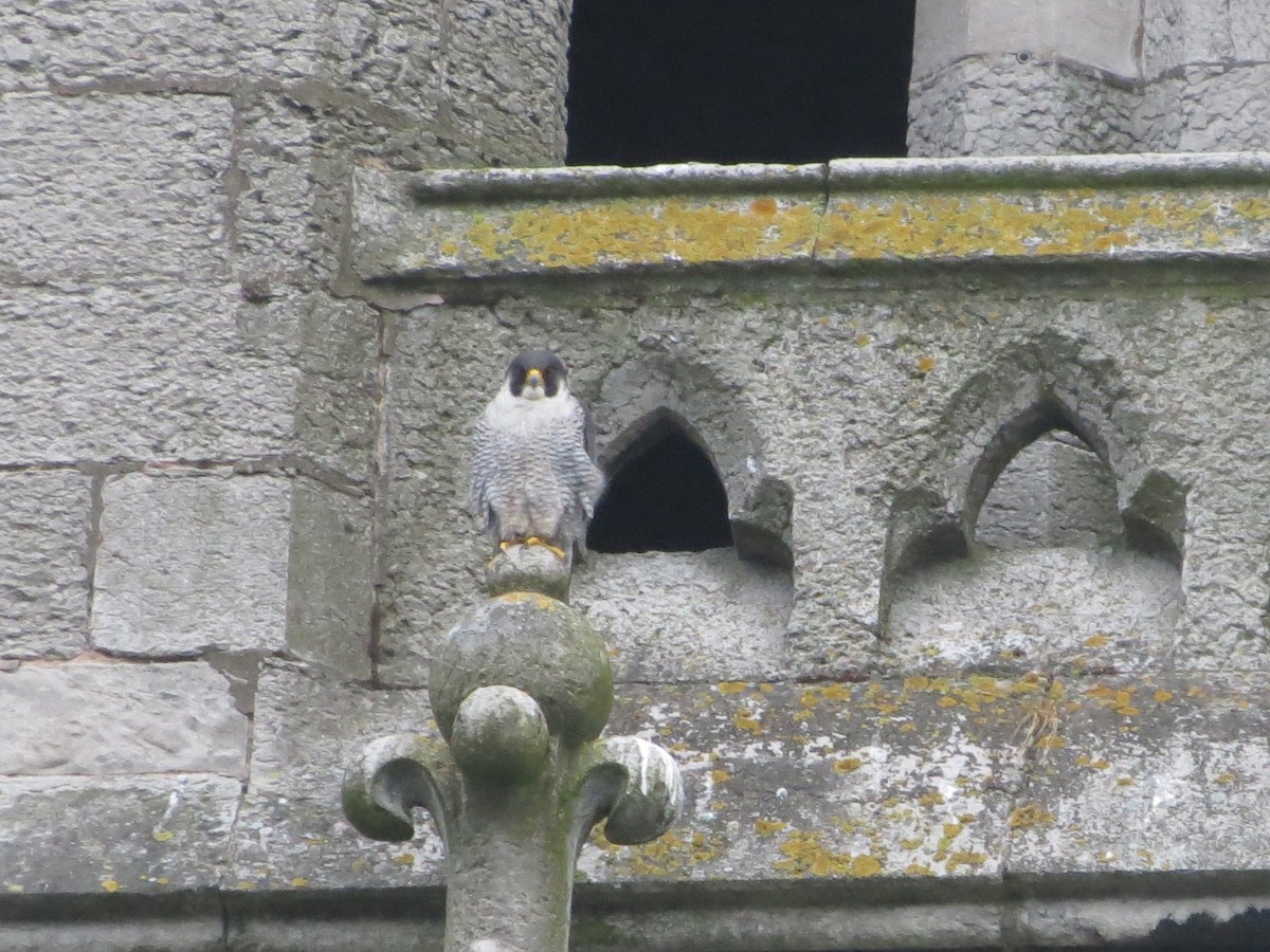 Peregrine Falcon - ML620563839