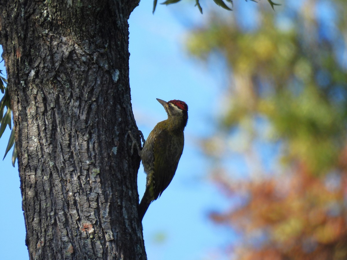 Streak-throated Woodpecker - ML620563844