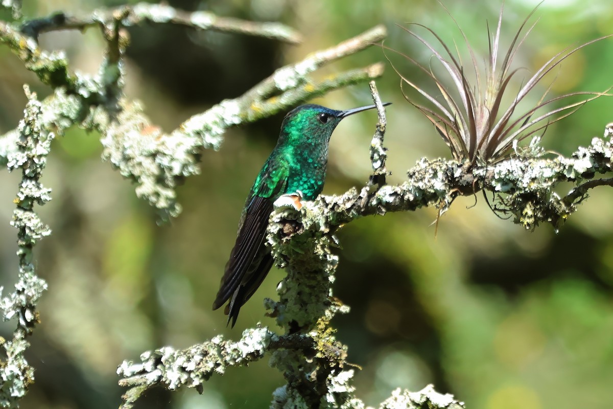 Indigo-capped Hummingbird - ML620563847