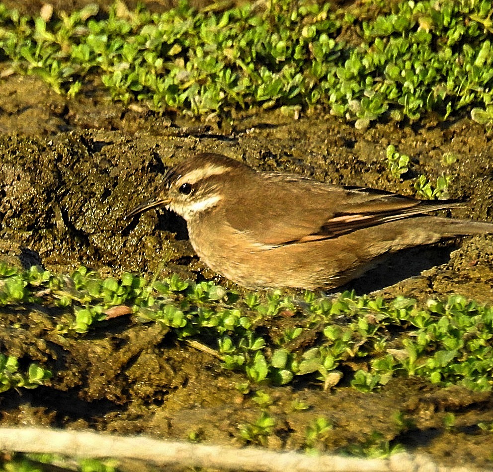 Kordoba Sinklotu - ML620563848