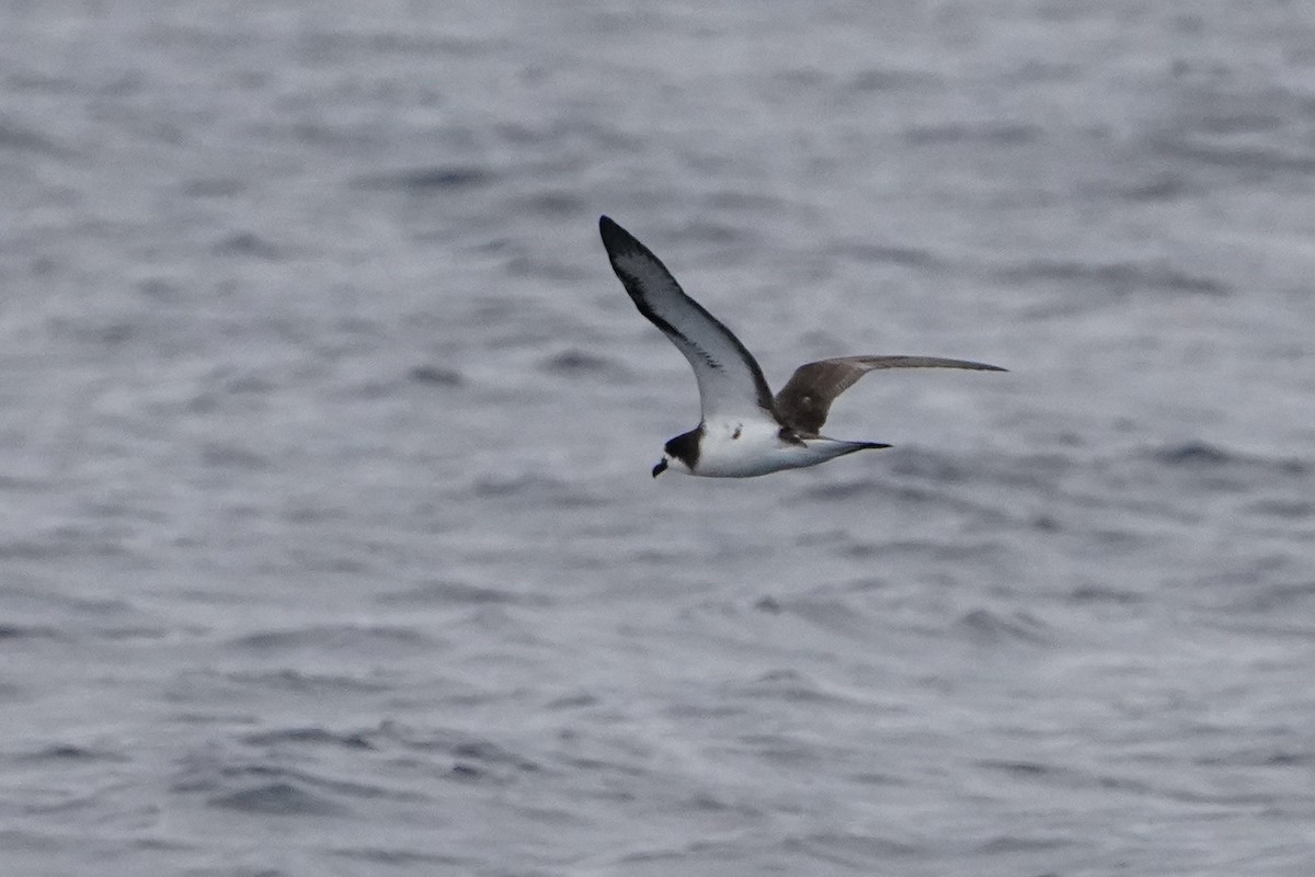 Galapagos Petrel - ML620563851