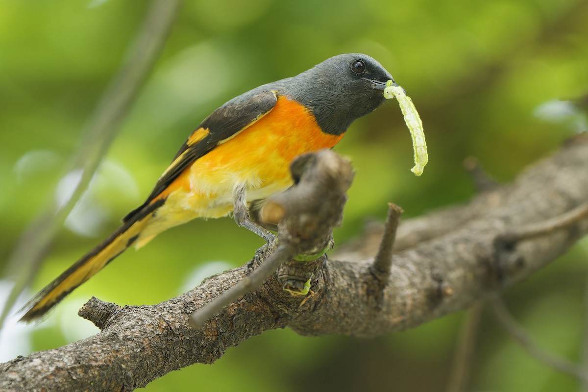 Small Minivet - ML620563852