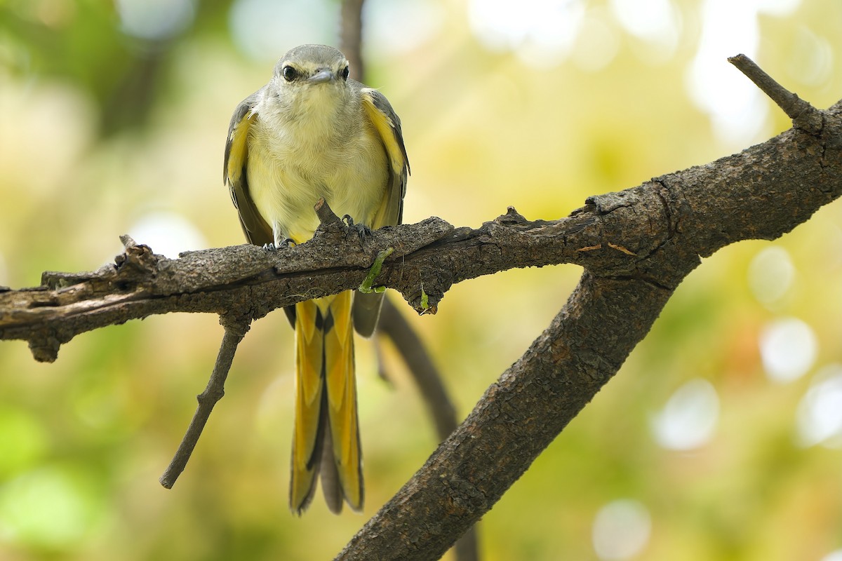 Küçük Minivet - ML620563853