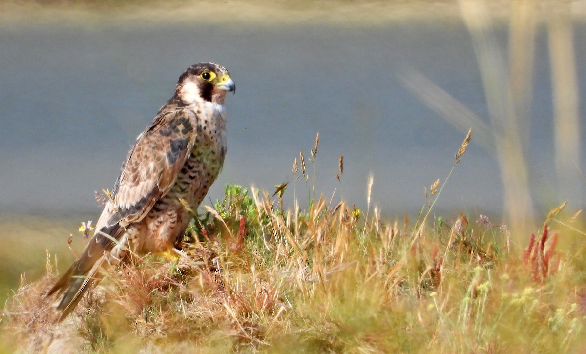 Peregrine Falcon - ML620563854