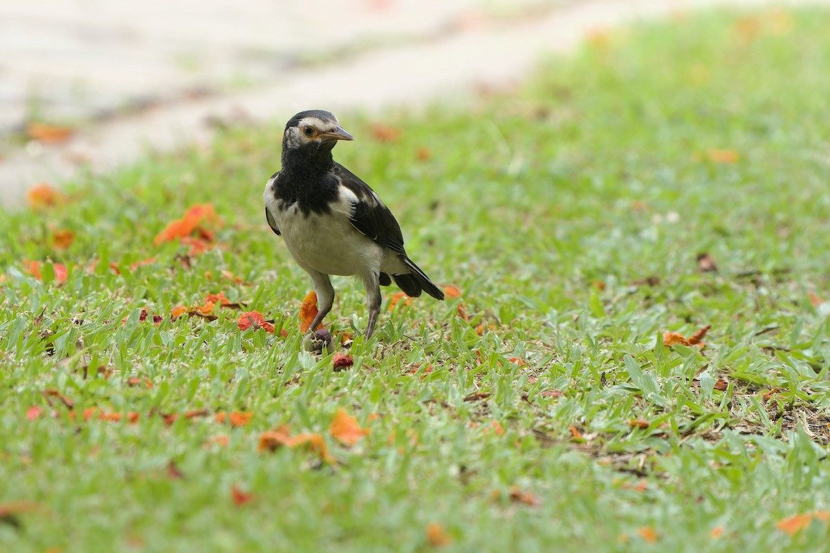 Siamese Pied Starling - ML620563855